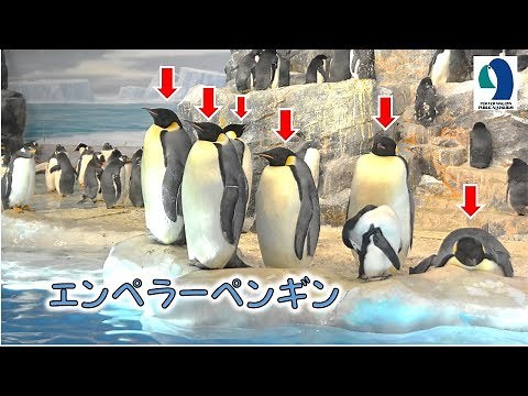 【名古屋港水族館】おちゃめなエンペラーペンギン