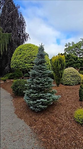 Ice Breaker Korean Fir #gardening #conifers #design #landscaping #gardendesign #oregon