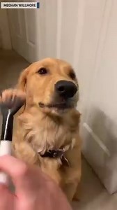 "While I’m getting ready in the morning, my pup will bark until I do her makeup." - Meghan Willmore on Facebook | The National Desk - TND