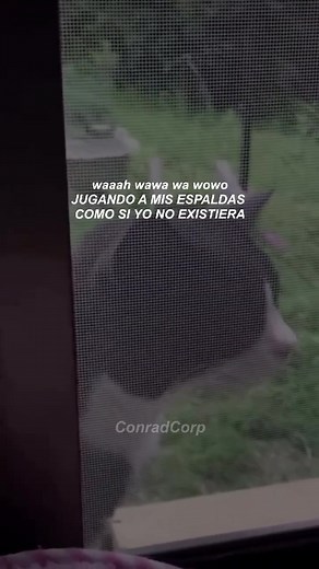 Cat Singing Sad Songs Compilation