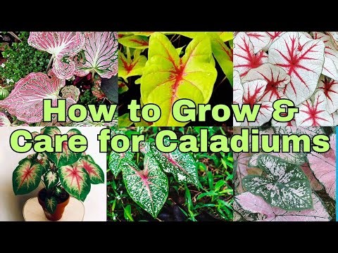 How to Grow & Care for Caladiums for beginners