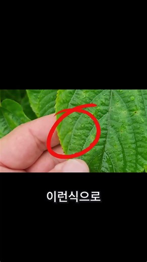 세균 vs 진균, 식물 잎이 알려주는 결정적 차이