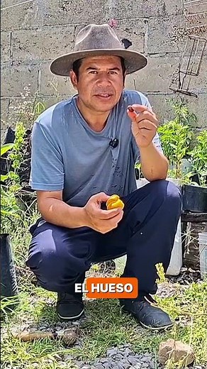 Nunca Plantes un Hueso de Durazno Así