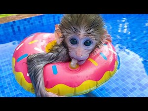 A day of Baby monkey Bon Bon and beautiful friendship with puppy So cute