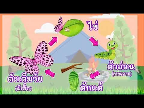 วัฏจักรชีวิตของสัตว์ (ออกลูกเป็นไข่ ที่มี 4 ระยะ) ep.2 ⊙ วิทยาศาสตร์และเทคโนโลยี ป.3