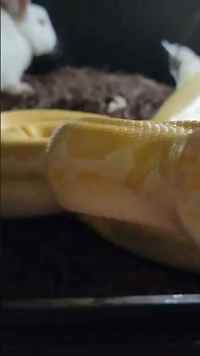 15ft Burmese Python Up Close! #shorts