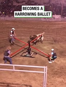 4 Men Dodging Bull On Red Seesaw | Alain 'The Panther' Ngalani