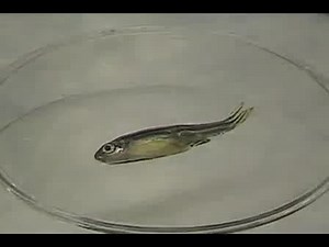 Transplantation of Whole Kidney Marrow in Adult Zebrafish