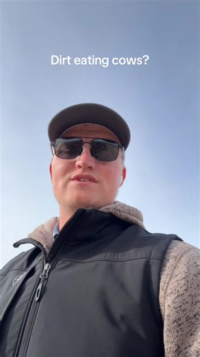 Managing Temporary Feedlots for Calves