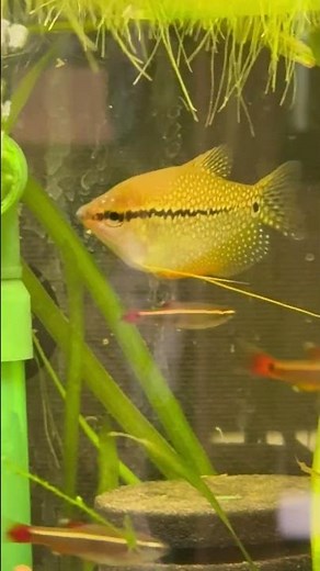 Introducing The Exquisite Pearl Gourami – A Gorgeous Must-have For Your Tank!