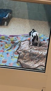 Adopted! Domino having a blast! Young adult shih tzu mix dog friendly kids and cats unknown ❗️ ❗️❗️With the amount of dogs in our care we are not always able to read comments under our posts. We post to get the dogs pictures and info out there to find them homes but can not follow up with communication under the posts on this page. There are just too many comments. If you have a question please private message this page or send us an email. Please follow the directions below ❗️❗️❗️If you are int