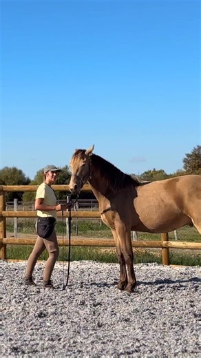 4.8K views · 18 reactions | Et vous, comment vous gérez les signes de stress dans vos sessions ? Apprendre à lire son cheval au quotidien, c’est aussi apprendre à adapter ses séances et à changer notre regard sur ce qu’on lui propose. Derrière chaque réaction, il y a une émotion à comprendre, pas un comportement à corriger. #équitation #poulain #chevalliberté #ethologie #equitationethologique #écurie | Authiaka | Facebook