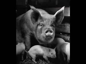 Paul Harvey's "So God Made A Farmer." Great message on hard work, dedication, and the American spirit. | DC Statesman