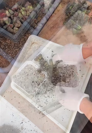 🥰🥰 #xigarden #lithops #haworthia #succulents #conophytum