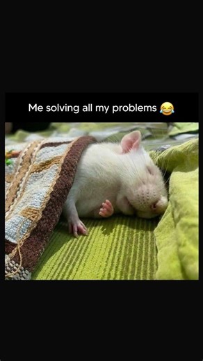 Sleeping solves everything #memes #funnyimages #funny