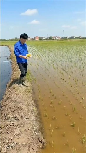 Rice Field Weed Control Method