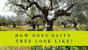 What Does Olive Tree Look Like? Description With Pictures & Video | Oliviada