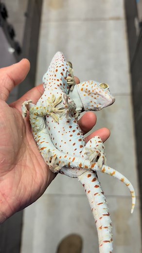 Handful of tokays. #gekko #gekkogecko #tokaygecko #tokaygeckomorphs #geckobreeding #geckobreeder | Gekko & Gecko
