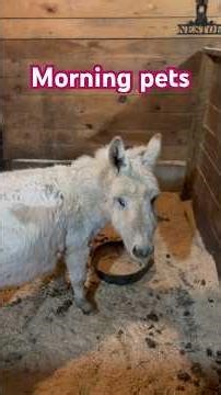 Mini donkey wants his pets. #subscribe