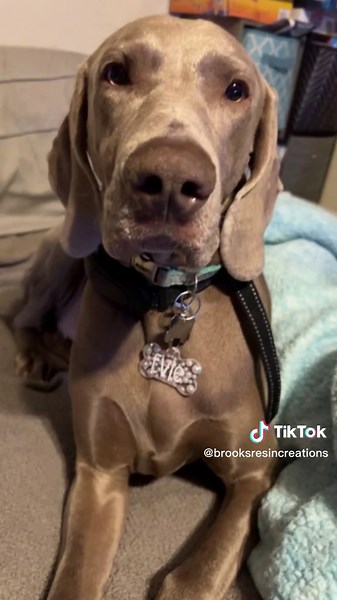 Hi i make cutom resin dog tags. Message me if you would like some information. #customdogtag #furbaby #puppies #dog #resin