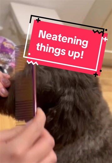 Practice makes perfect. So. Here’s me neatening up the home groom I attempted over Christmas to trim Coco’s eyebrows right back 😫 - finally got my full set of scissors and will be waiting to go to the salon to use better quality clippers! #DogGroom #Cockapoo