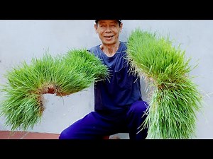 Brilliant Idea | How to grow Wheatgrass without soil at Home | Easy for Beginners