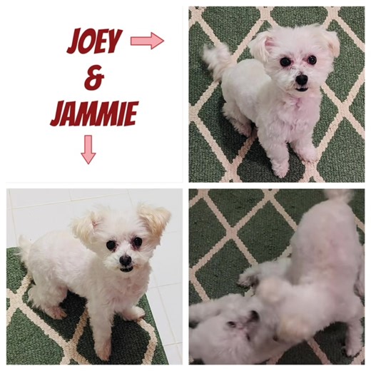 Maltipoo fans! 🐶🐶 This adorable little brother and sister pair are 5 years old and they’re friendly and happy and like to play with toys and each other. For more Joey & Jammie click here https://www.petfinder.com/dog/jammie-star-star-bonded-to-joey-star-star-69234042/nc/greensboro/hart-2-heart-rescue-nc796/ or https://www.petfinder.com/dog/joey-star-star-bonded-to-jammie-star-star-69234050/nc/greensboro/hart-2-heart-rescue-nc796/ and if you’re interested in adopting them please email H2HAdopti