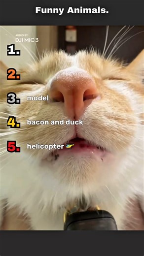 Funny animals to cheer up your day ☺️#viralshorts