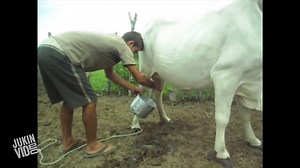 Pissed Off Cow  Kick Of Moo