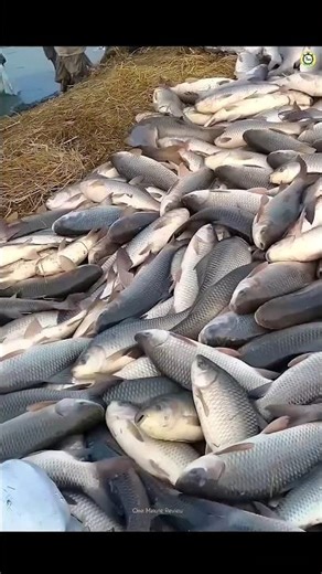 Easiest Method Of Fish Farming 🐟