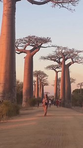 Avenue des Baobabs, Madagascar 🇲🇬 🌳✨ A breathtaking natural wonder where ancient baobab trees stand tall, lining the dusty road like nature’s own masterpiece. Sunset here? Absolutely magical! 🌅 Who’s adding this to their bucket list? 🤩 🎥 @destinationchaser 👉 Discover more: https://africanvibes.com/10-breathtaking-tourist.../ #AfricanAdventure #TravelAfrica #BreathtakingDestinations #AfricanTourism #ExploreAfrica #Wanderlust #AfricanJewels #TravelGoals #BucketList #Egypt #Kenya #Morocco #S