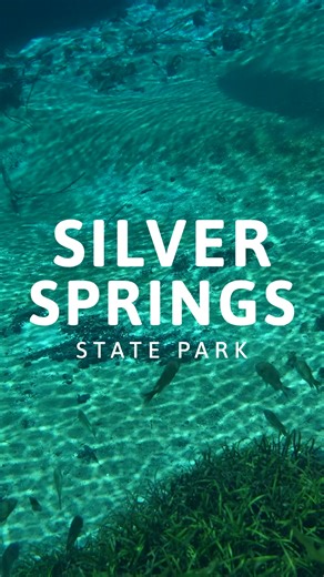 Discover the hidden wonders beneath the surface of Silver Springs on a world-famous glass bottom boat tour. | Silver Springs State Park