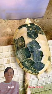 Wow this is a perfect scutes shedding! #turtle #fblifestyle #animalcare | Wylynda Ilagan