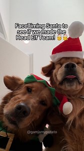 My Dogs FaceTiming Santa 🎅 | Gamja My Potato