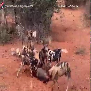 286K views · 2.2K reactions | Top Wild Dogs Vs Warthog Moments | Animals WP | Facebook