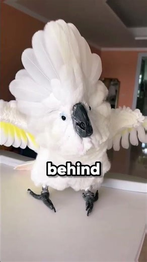 Why Birds Sing In the Morning 😙