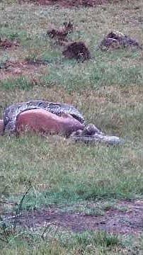 Rock Python Regurgitates and Gets Impaled By Impalas Horns