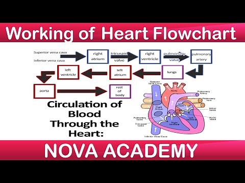 Working of Heart Flowchart | Human Heart | Class 7 Science | Circulation of Blood through Heart