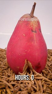 10 000🐛 Mealworms vs. Red pear🍐#Timelapse #Mealworms | WormLapse