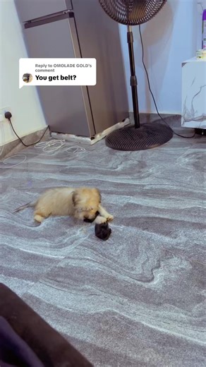 Understanding Lhasa Apso Behavior in Abuja