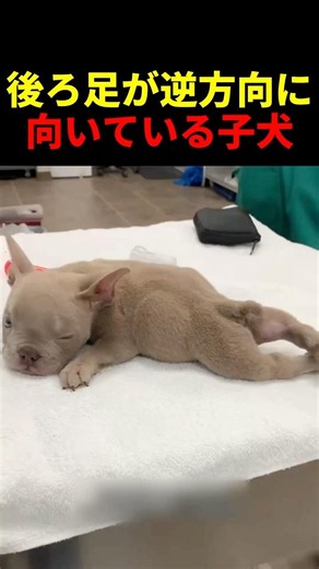 Puppy born with backward-facing hind legs #animals #pets #cute #healing #animals #dogs #puppy