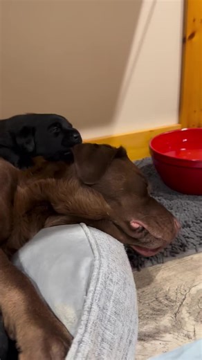 Cleaning mumma up 😊 #puppies #cutepuppies #blacklab #yellowlab #chocolatelab