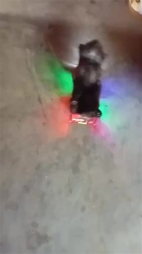 cat on truck episode 9