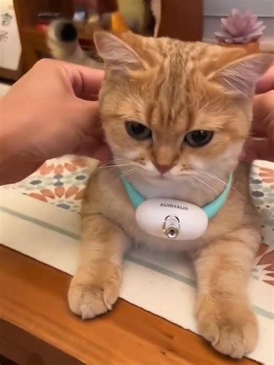 94 reactions · 13 comments |  Automatic Cat Laser Collar – Playtime,...