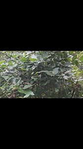 5K views · 42 reactions | Diamond python from Thirroul | Illawarra Snake Catcher | Facebook