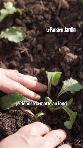 Comment planter des betteraves au potager ?