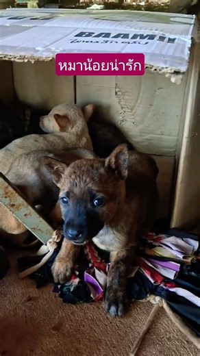 หมาน้อยน่ารักพันธุ์แคระ #หมาน่ารัก #หมาน้อย