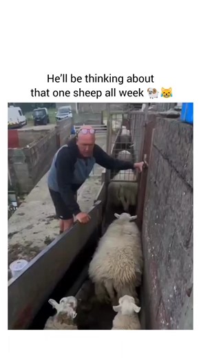 Qᴜᴏᴛᴀʙʟᴇᴠɪʙᴇꜱ💖 on Instagram: "A farmer is hilariously trying to get a line of plump sheep through a narrow gate 🐑🚪. They're all trying to squeeze by, but there's always one especially fluffy one that just can't quite make it through the first time, causing a comical traffic jam. He keeps gently (and sometimes not so gently!) guiding them, patting their backs and helping them wiggle through the tight spot, only for the next big floof to get stuck in the sheep-sorting machine 😂. It's a never-e