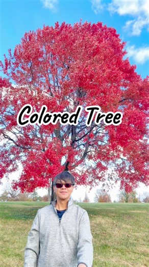 The park’s most colorful tree. #fallcolors #autumnleaves | Ac DJr