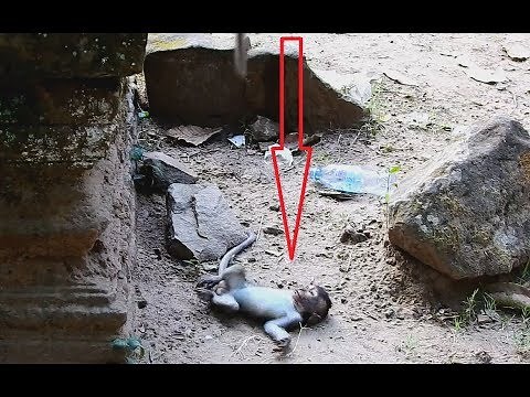 OMG! So Pity baby monkey Sweetie got so Hurt fall Down from High Rock.